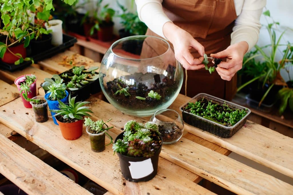 Art Therapy: Zen Gardens, Succulent Gardens (Terrariums)